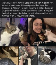 Lost Male Cat last seen Highway 43 / Highway 190, Albany, LA 70711