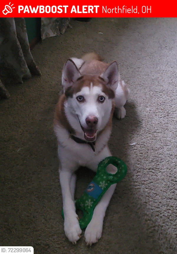 Lost Male Dog last seen Brandywine falls, Northfield, OH 44067