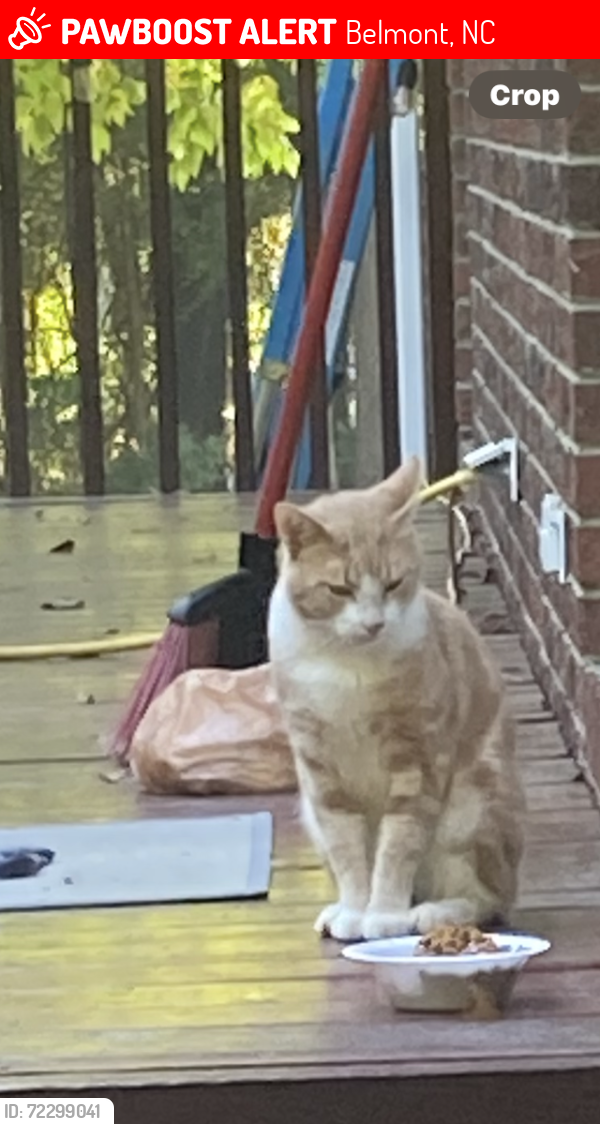 Lost Male Cat last seen Gaither road, Belmont, NC 28012