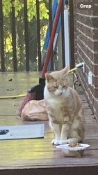 Lost Male Cat last seen Gaither road, Belmont, NC 28012