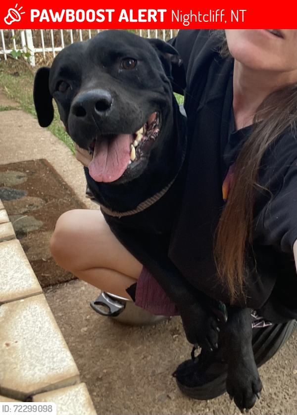 Lost Male Dog last seen Street across from start if beach walk being , Nightcliff, NT 0810
