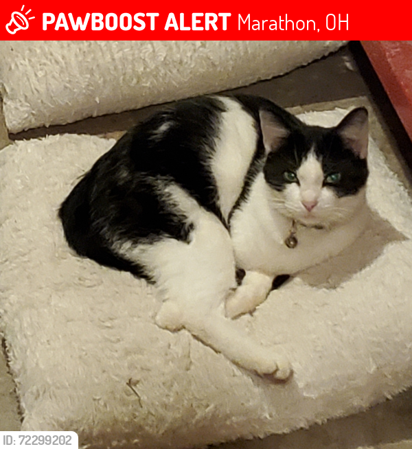 Lost Male Cat last seen US 50 & Fomorin, Marathon, OH 45176