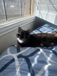Lost Female Cat last seen 68St and Scholar, Corona, CA 92880