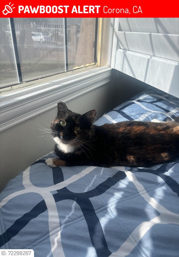 Lost Female Cat last seen 68St and Scholar, Corona, CA 92880
