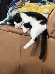 Lost Male Cat last seen Almaden Expy & Redmond Road, San Jose, CA 95120