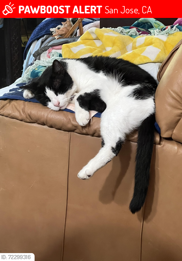Lost Male Cat last seen Almaden Expy & Redmond Road, San Jose, CA 95120