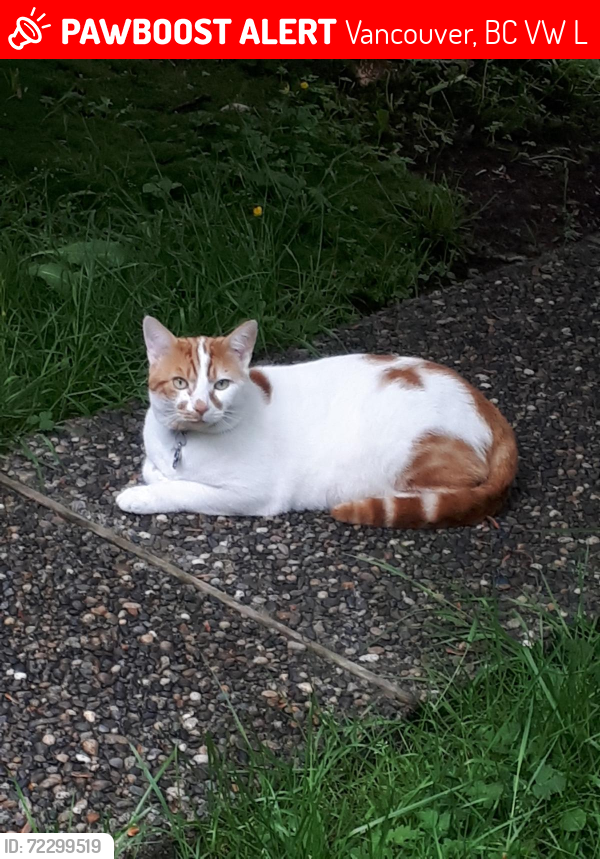 Lost Male Cat last seen Ontario st and w40th ave, Vancouver, BC V5W 2L2