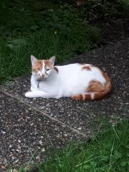 Lost Male Cat last seen Ontario st and w40th ave, Vancouver, BC V5W 2L2