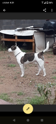 Lost Male Dog last seen Hiway 80 and FM110, San Marcos, TX 78666