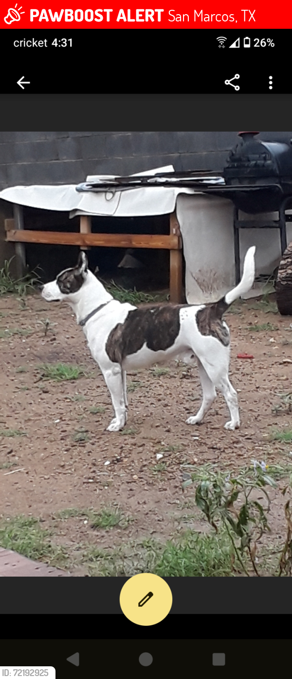 Lost Male Dog last seen Hiway 80 and FM110, San Marcos, TX 78666