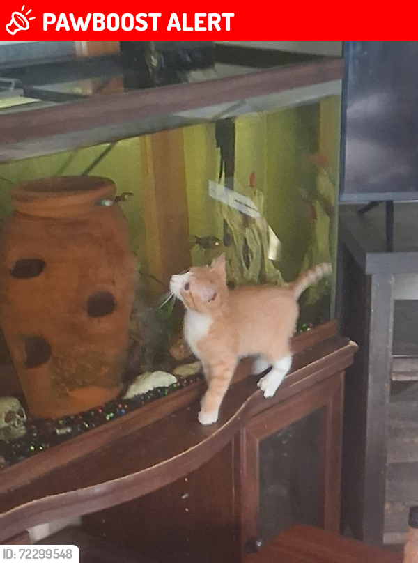 Lost Male Cat last seen Bayse and Gilbert, Portneuf Regional County Municipality, QC G0A
