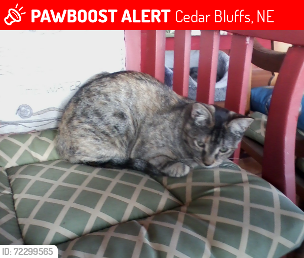 Lost Female Cat last seen cedar bluffs school, Cedar Bluffs, NE 68015