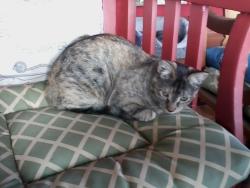 Lost Female Cat last seen cedar bluffs school, Cedar Bluffs, NE 68015