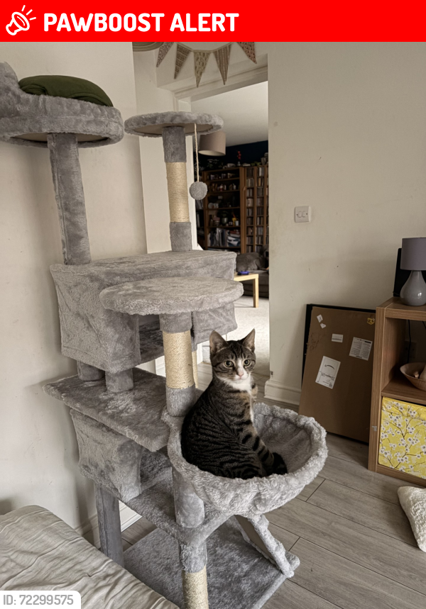 Lost Male Cat last seen Behind the black bull pub, Pocklington, England YO42 2PH