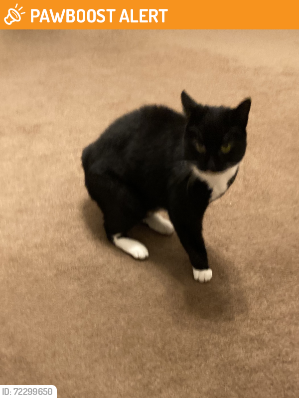 Surrendered Unknown Cat last seen ME171TZ, Hollingbourne, England ME17 1TZ
