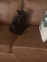 Lost Female Cat last seen hses , Clairton, PA 15025