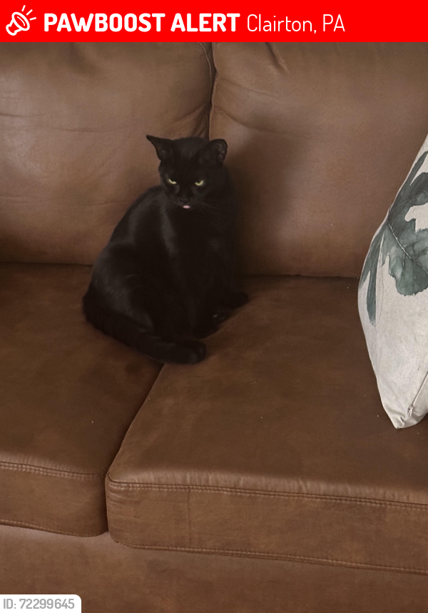 Lost Female Cat last seen hses , Clairton, PA 15025