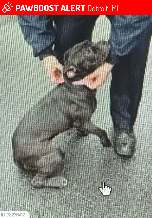 Lost Male Dog last seen Fenkell and Chalfont, Detroit, MI 48227