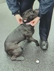 Lost Male Dog last seen Fenkell and Chalfont, Detroit, MI 48227