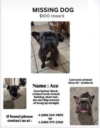 Lost Male Dog last seen Mesa Dr 8th ave, Mesa, AZ 85210