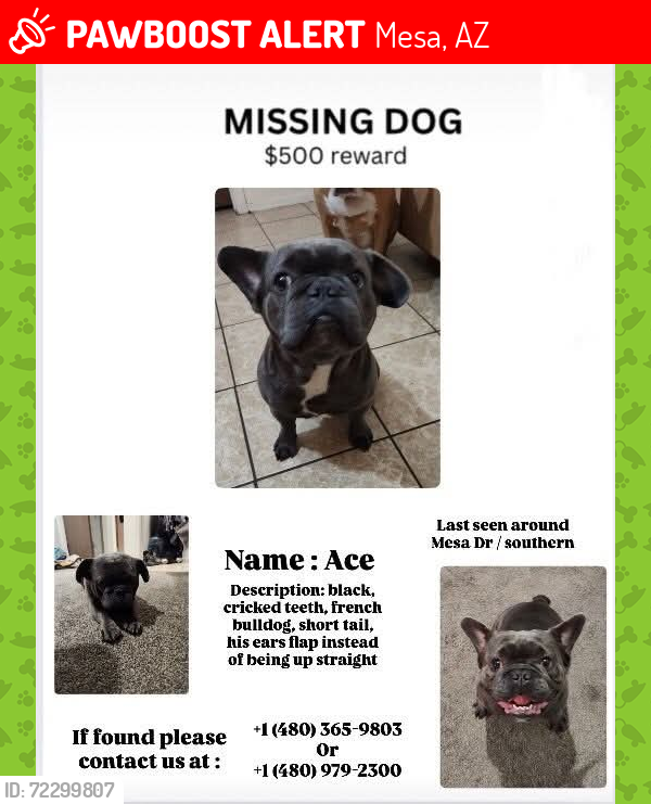 Lost Male Dog last seen Mesa Dr 8th ave, Mesa, AZ 85210