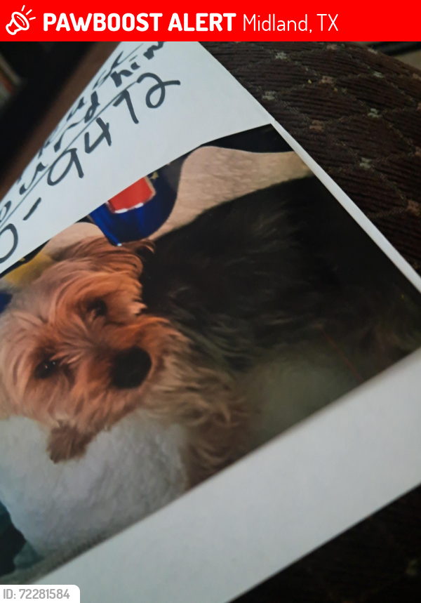 Lost Male Dog last seen Midland texas , Midland, TX 79703