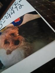 Lost Male Dog last seen Midland texas , Midland, TX 79703