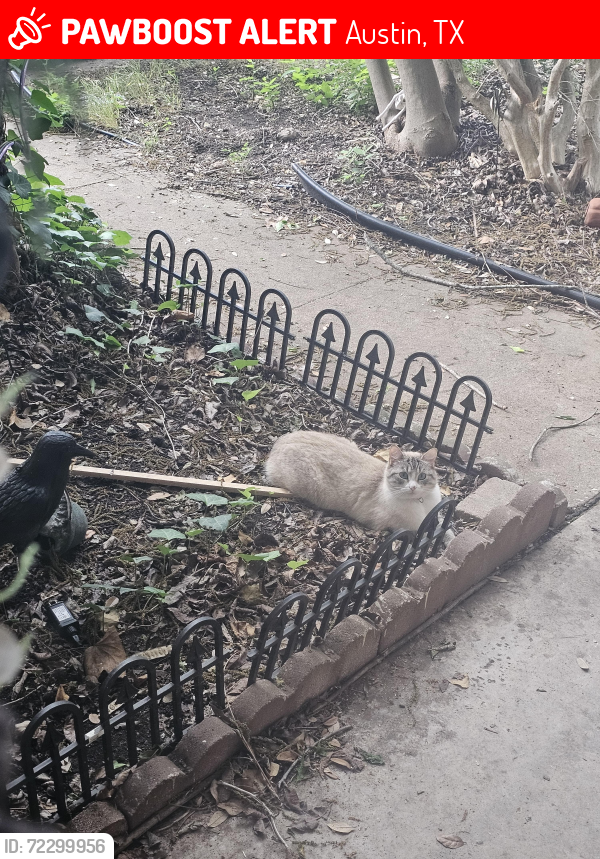 Lost Female Cat last seen Wm cannon and cooper, Austin, TX 78745