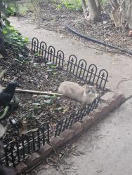 Lost Female Cat last seen Wm cannon and cooper, Austin, TX 78745