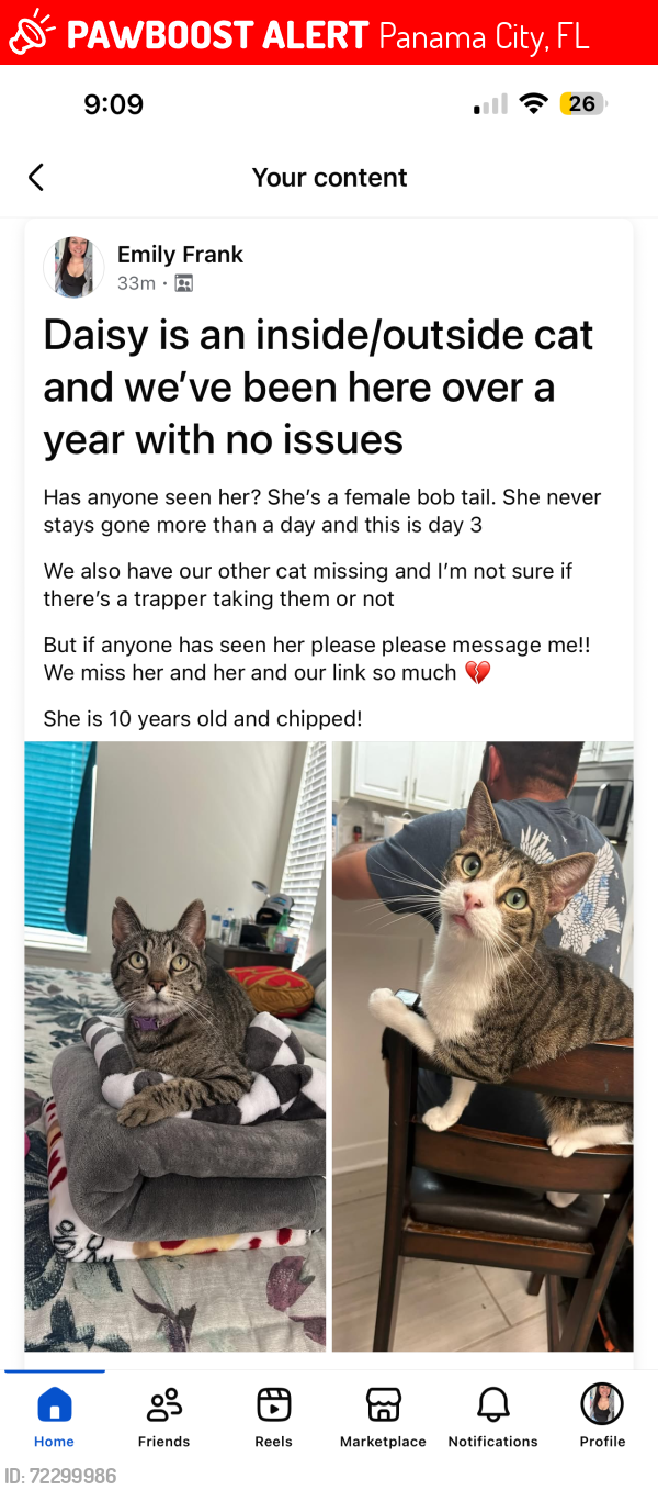 Lost Female Cat last seen Off of Old bicycle and star ave, Panama City, FL 32404