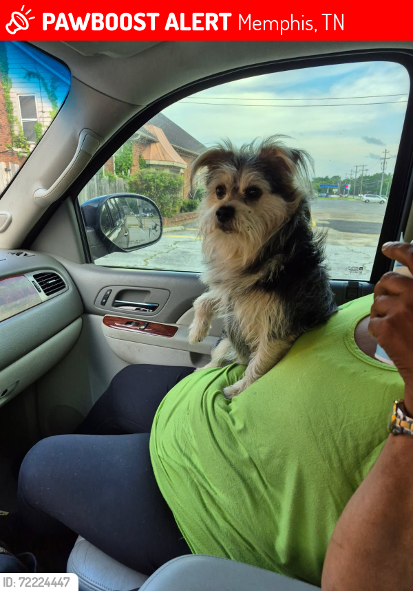 Lost Male Dog last seen Chuck Ave & Swanson St, Memphis, TN 38118