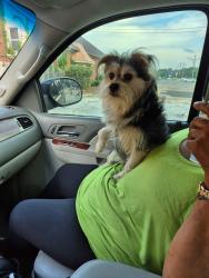 Lost Male Dog last seen Chuck Ave & Swanson St, Memphis, TN 38118