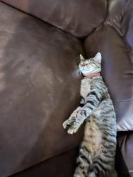 Lost Female Cat last seen Lincoln & jordan, Parker, CO 80134