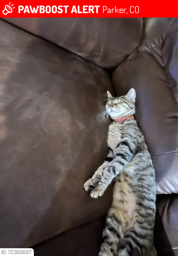 Lost Female Cat last seen Lincoln & jordan, Parker, CO 80134
