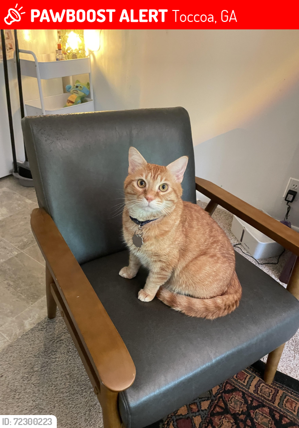 Lost Male Cat last seen Falls Road near Toccoa Cemetery, Toccoa, GA 30577