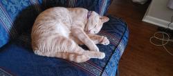 Lost Male Cat last seen Marsh Ln y high bluff dr, Dallas, TX 75234