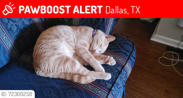 Lost Male Cat last seen Marsh Ln y high bluff dr, Dallas, TX 75234