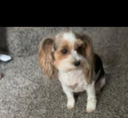Lost Female Dog last seen N Greece Rd & Shadmore , Rochester, NY 14626