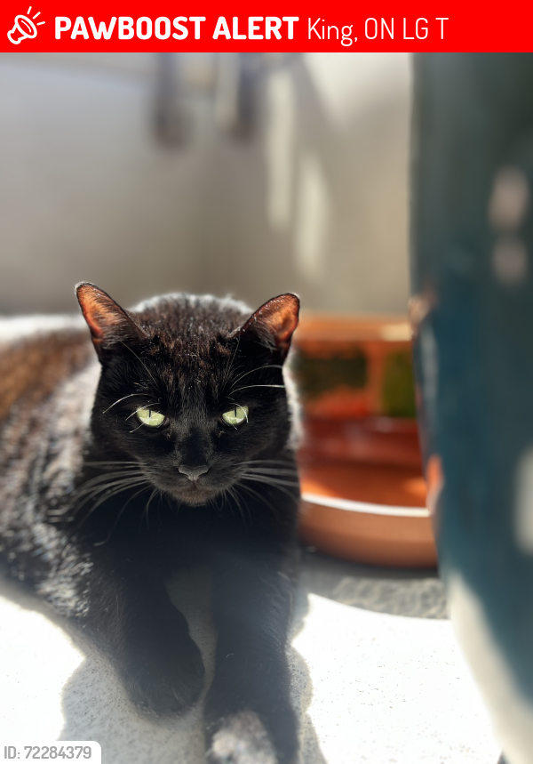 Lost Female Cat last seen Lloydtown-Aurora Rd and Hwy 27, King, ON L0G