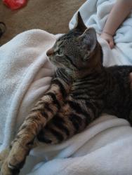 Lost Female Cat last seen E Columbia rd enola pa 17025, Enola, PA 17025