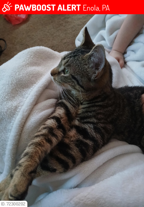 Lost Female Cat last seen E Columbia rd enola pa 17025, Enola, PA 17025