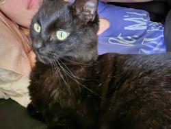 Lost Male Cat last seen North Av. / Broadmoor/ Texas av., Bryan, TX 77802