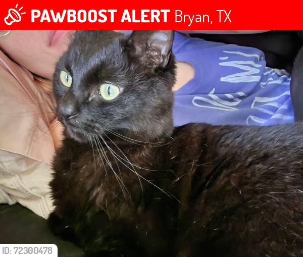 Lost Male Cat last seen North Av. / Broadmoor/ Texas av., Bryan, TX 77802