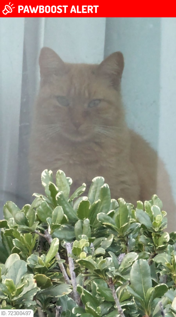 Lost Female Cat last seen Cude cemetery rd., Montgomery County, TX 77318