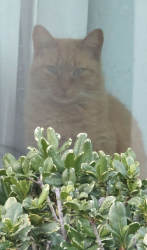 Lost Female Cat last seen Cude cemetery rd., Montgomery County, TX 77318