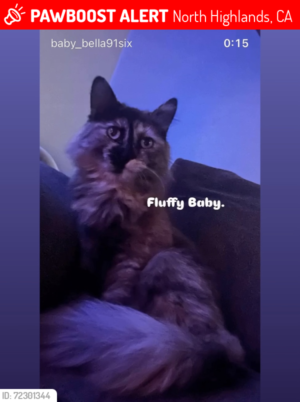Lost Female Cat last seen San Vicente, North Highlands, CA 95660