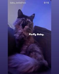 Lost Female Cat last seen San Vicente, North Highlands, CA 95660