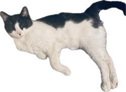 Lost Male Cat last seen Walnut Grove Elementary, Cottonwood, Berry's Chapel Church, Fieldstone Farms, Franklin, TN 37069