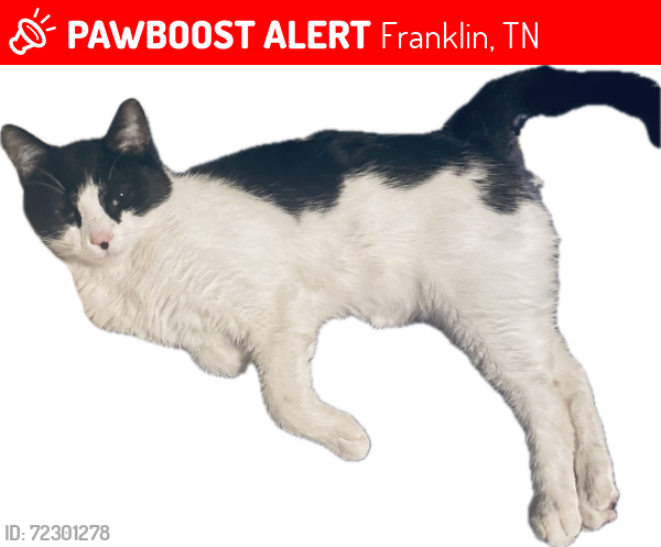 Lost Male Cat last seen Walnut Grove Elementary, Cottonwood, Berry's Chapel Church, Fieldstone Farms, Franklin, TN 37069