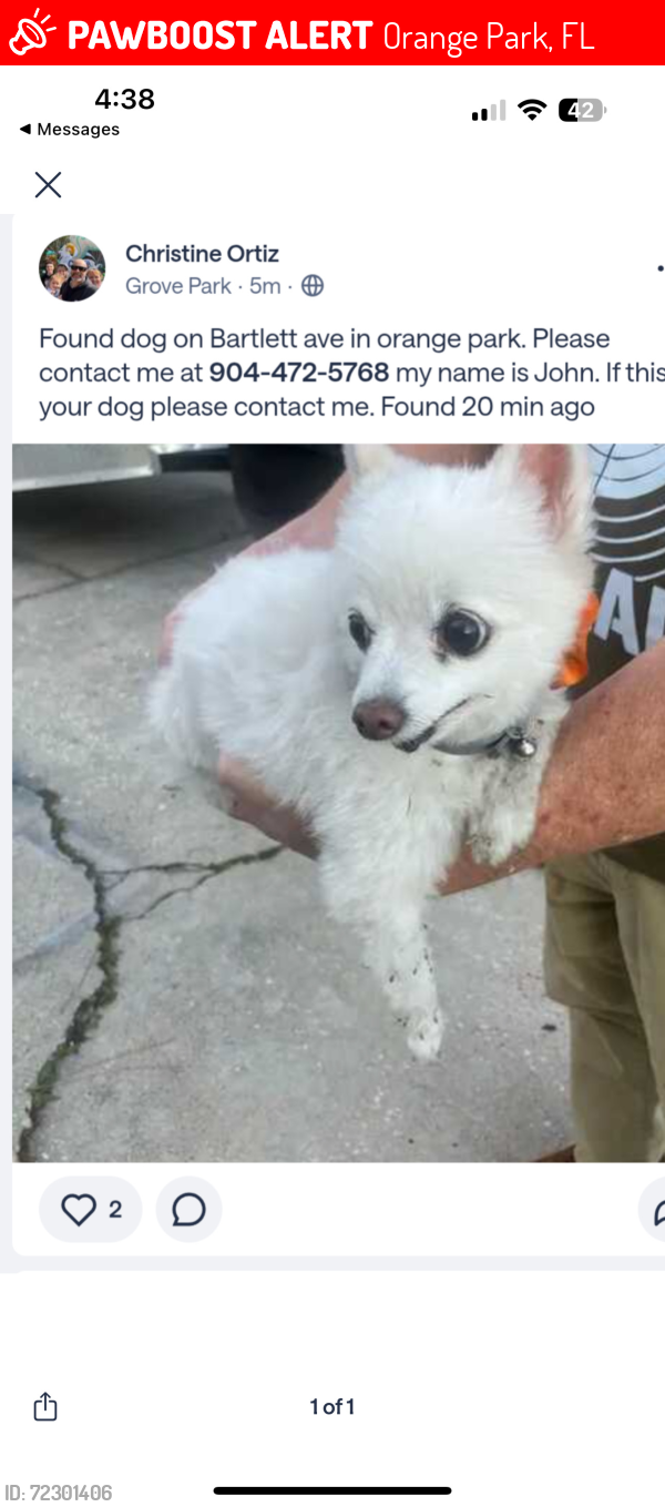 Lost Female Dog last seen Gano ave, Orange Park, FL 32073